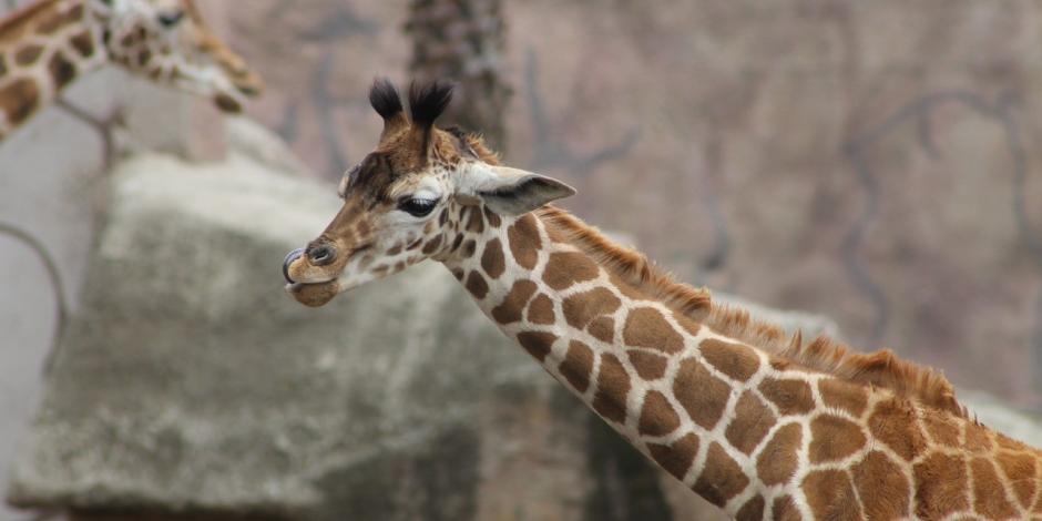 La jirafa bebé del Zoológico de Aragón cumplió cinco meses de nacida este martes.