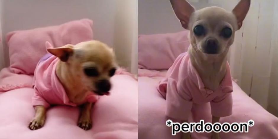 La perrita tiene una cama igual a la de su dueña pero en versión mini