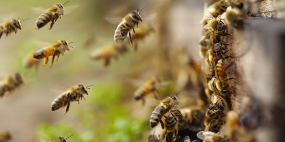 Por escapar de abejas, un hombre fue atacado por pirañas