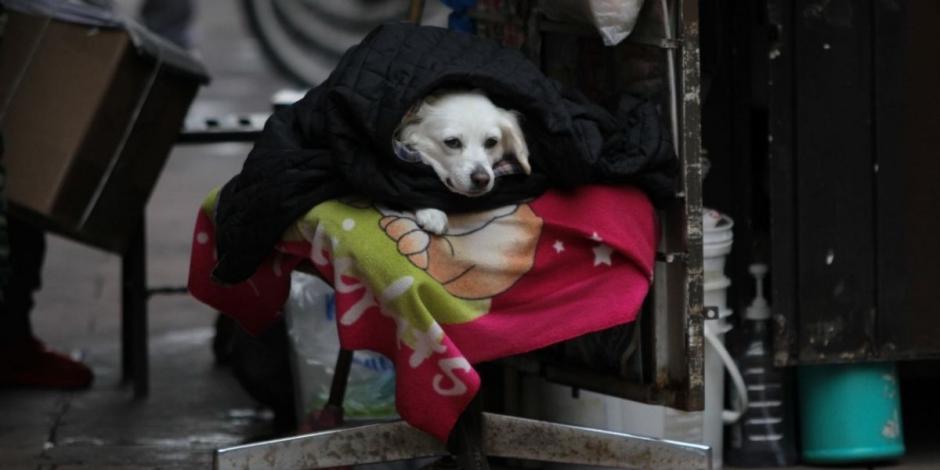 Ante bajas temperaturas, un perro se cubre del frío con cobijas encima de una silla en un puesto de periódicos del Centro Histórico, en la CDMX.