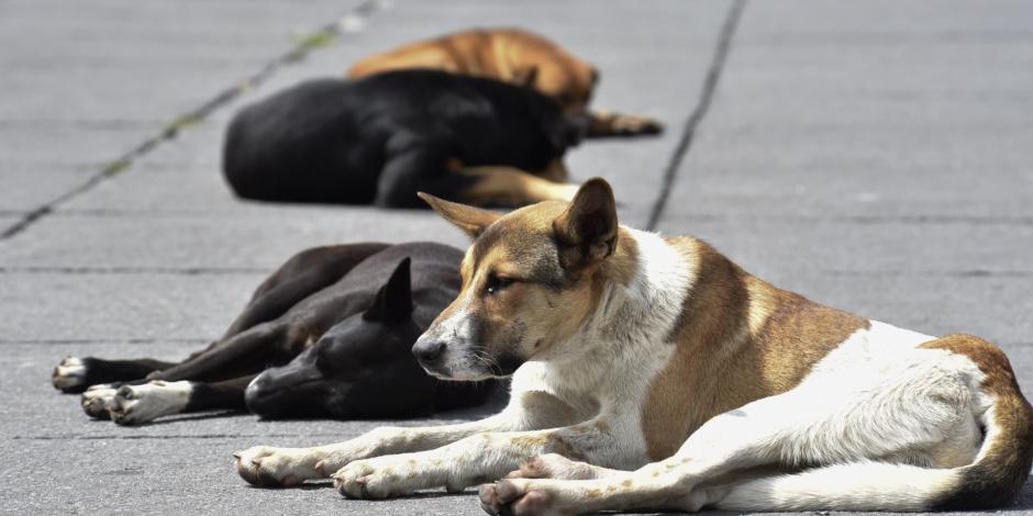 Alertan por aumento de perros abandonados en calles de CDMX