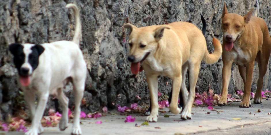 Imagen ilustrativa: A través del CAAM El Marqués inició un proceso legal ante la autoridad competente, contra quien resulte responsable por la muerte de 12 perros en la comunidad de Calamanda.
