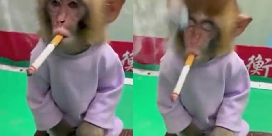 Indigna video de mono fumando en un zoológico