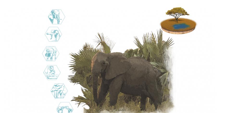 Frente a la amenaza de la caza furtiva, los elefantes evolucionan