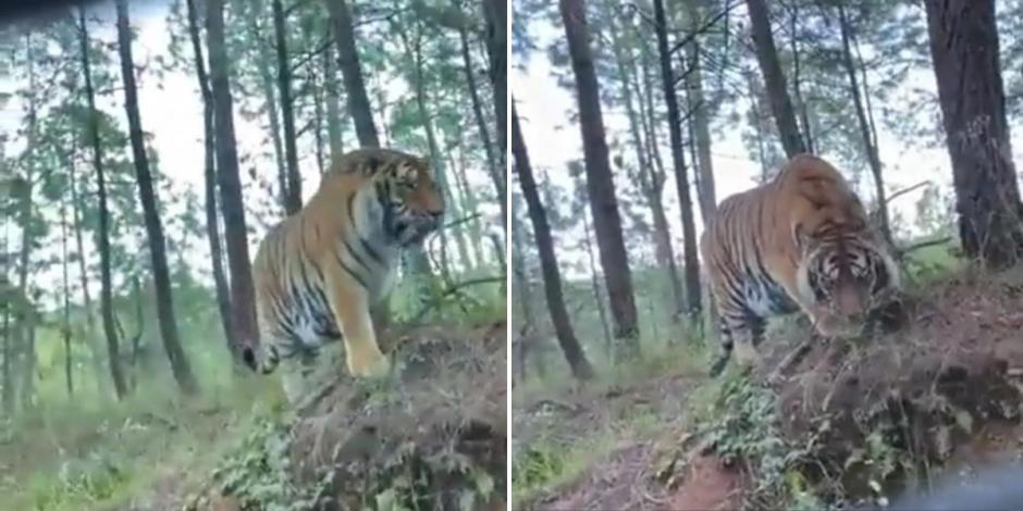 Algunos automovilistas llegaron a encontrarse a pocos metros del tigre de bengala que deambulaba en Tapalpa, Jalisco.