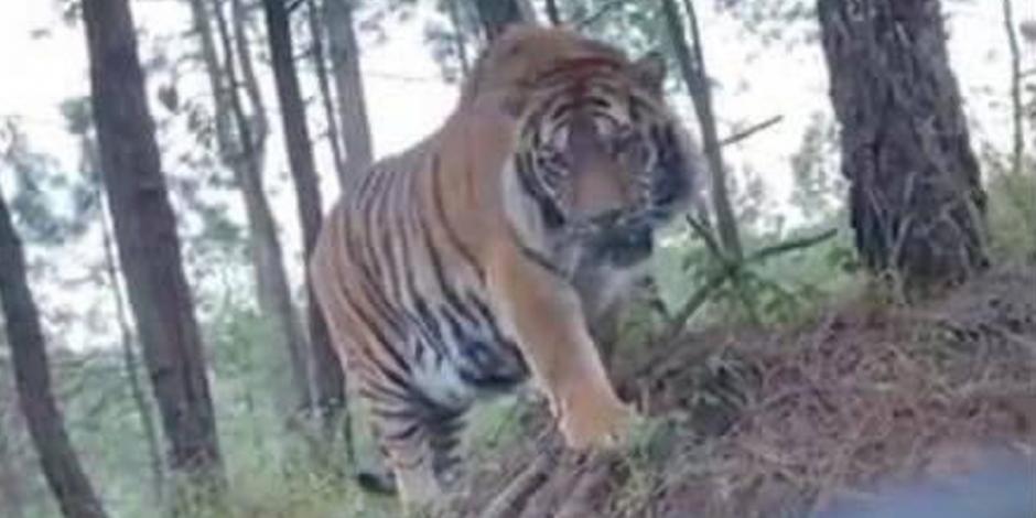 El tigre de bengala fue captado por diferentes usuarios de redes sociales el martes 15 de noviembre.