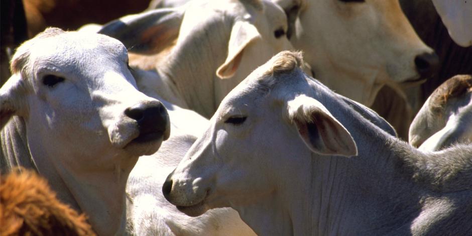 Diputados aprueban aumento de penas por tráfico de ganado.
