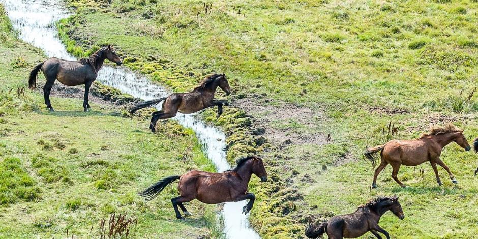 Australia se plantea sacrificar a más de 10 mil caballos para proteger a otros animales y plantas