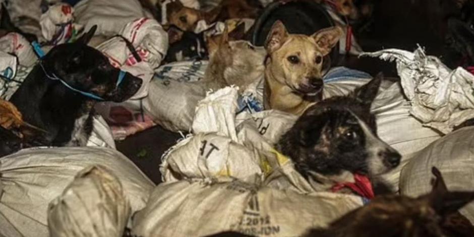53 perros fueron rescatados en Indonesia justo antes de que fueran vendidos como carne