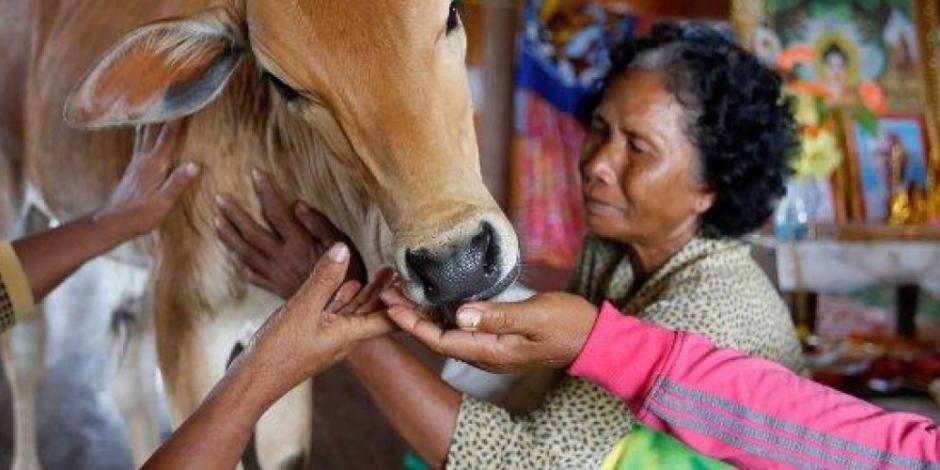 Mujer está convencida de que una vaca es la reencarnación de su esposo, y se casa con el animal