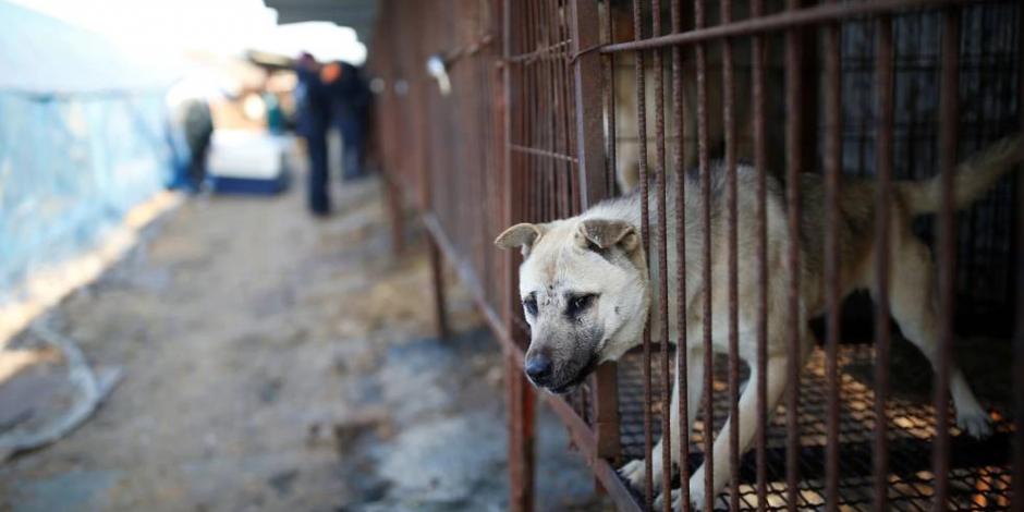 Corea del Sur analizará si pone fin al consumo de carne de perro