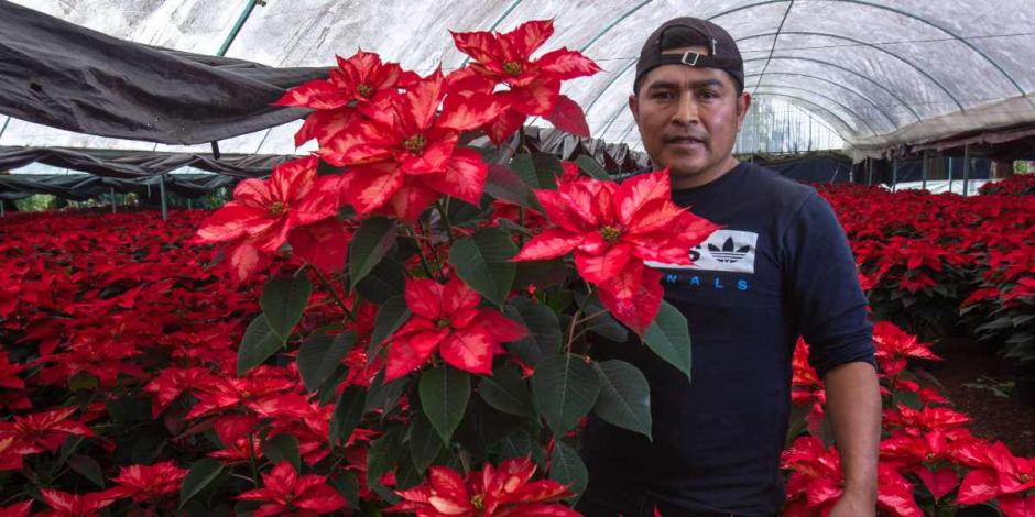 Productores garantizan abasto de flor de Nochebuena para temporada  decembrina: Agricultura