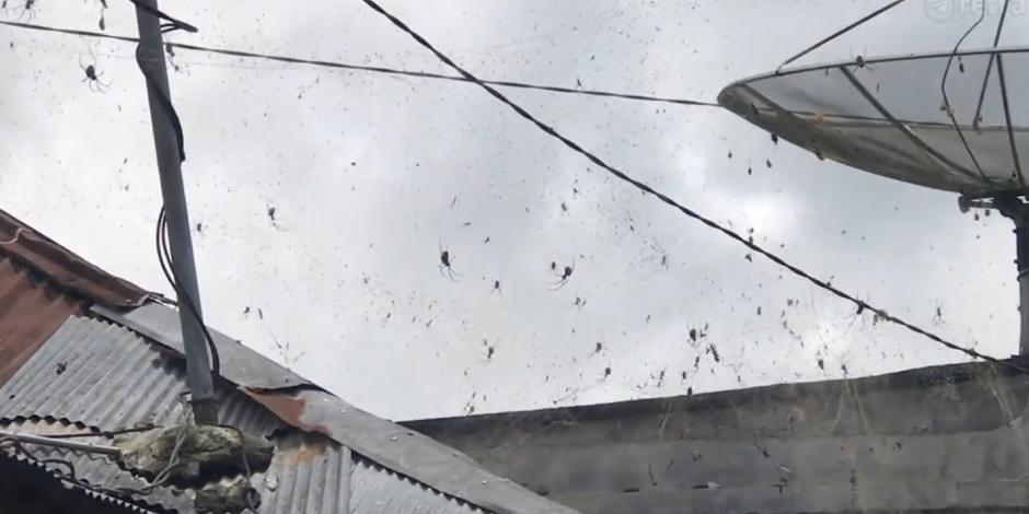 Arañas invaden pueblo de Indonesia y asustan en redes sociales