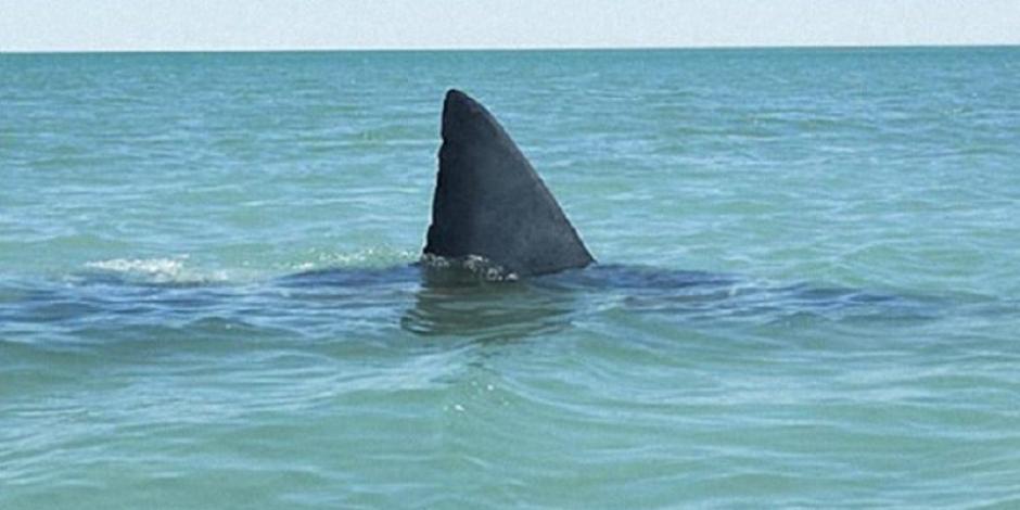 El incidente con el tiburón se registró en playas del sureste mexicano.