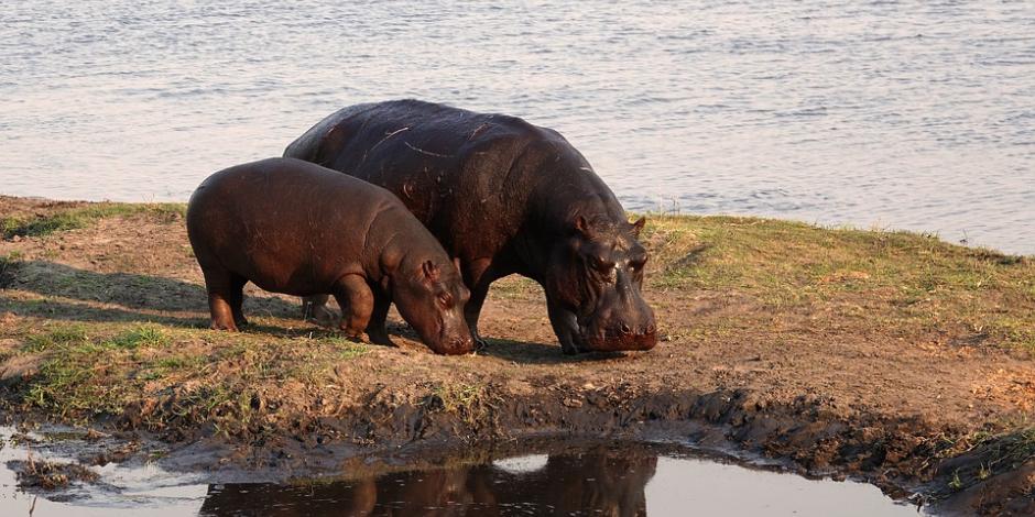 Ambos hipopótamos podrían ser los primeros casos reportados en la especie