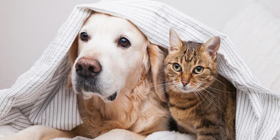 Mascotas de la familia: perros y gatos.