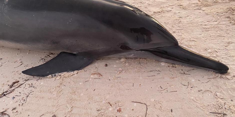 Pese a los intentos por ayudar a los delfines; uno de ellos perdió la vida