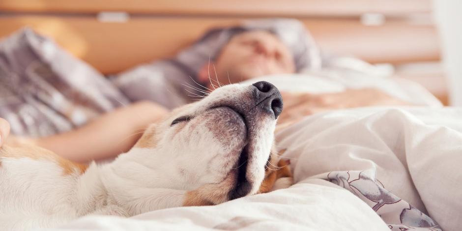 Estas son las desventajas de dormir con tu perro, tu gato o cualquier mascota