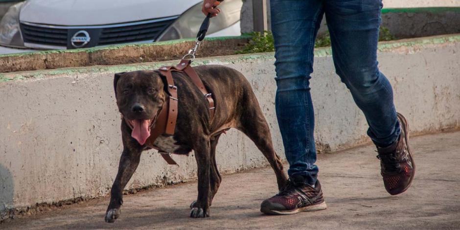 De acuerdo con datos del Inegi, en México, el perro es la mascota más afectada por el maltrato animal; el 30 por ciento de los canes tienen dueño y el 70 por ciento restante son callejeros