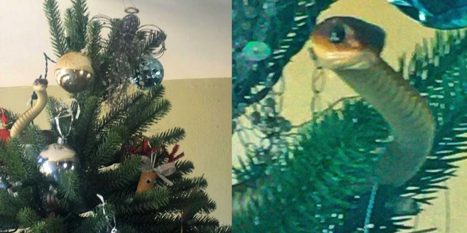 Familia descubre serpiente en su árbol de Navidad gracias al aviso de los gatos