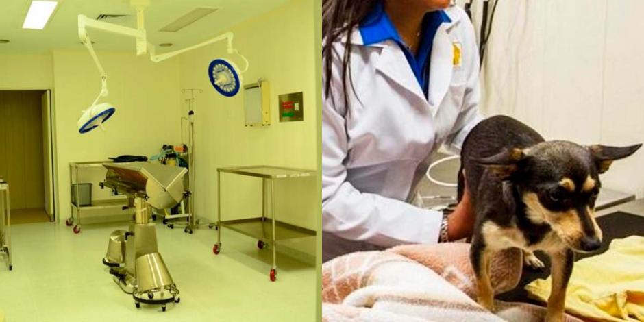 El Hospital Veterinario de la Ciudad de México cuenta con 13 consultorios para atender a las mascotas