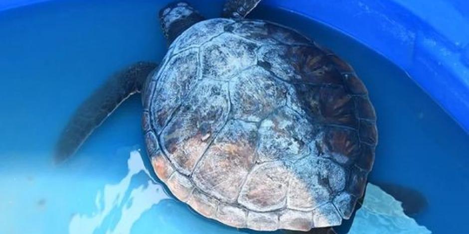 La Fundación Mundo Marino informó que las tortugas que rescatan representan la degradación de los mares.