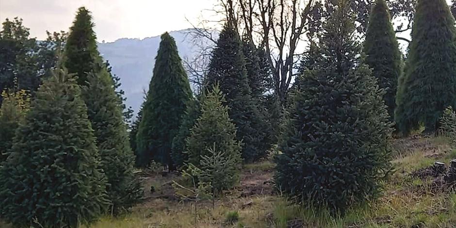 La comercialización de árboles naturales en el Ajusco es una tradición que se vio mermada, también, por la pandemia.