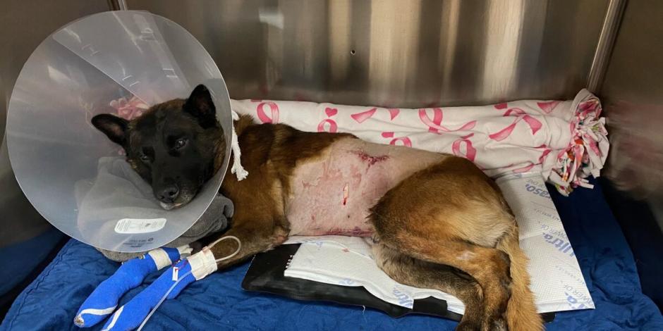 Un perro policía fue atacado 27 veces por un delincuente, pero aún así el animal no lo dejó ir