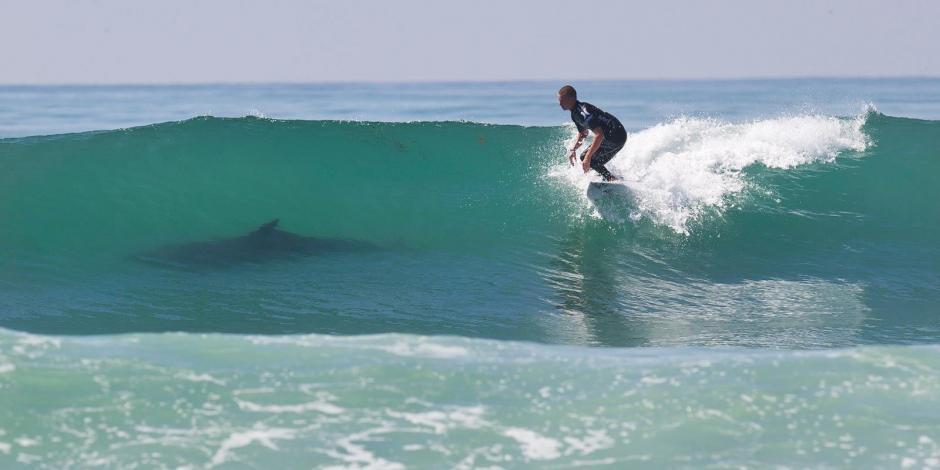 Un surfista sufrió la mordida de un tiburón en el mar de California y murió