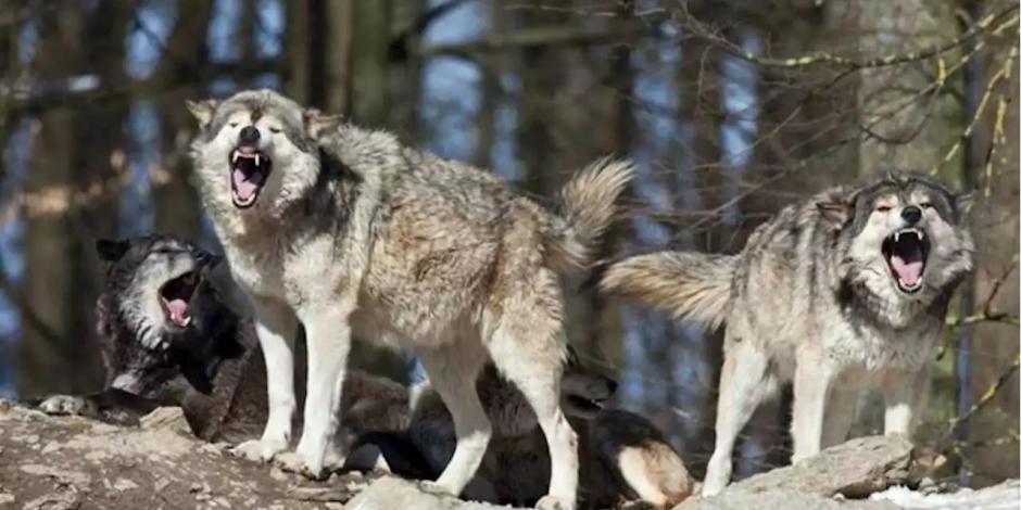 Por un comportamiento "anormal y peligroso", matan a cuatro lobos en zoológico de Francia