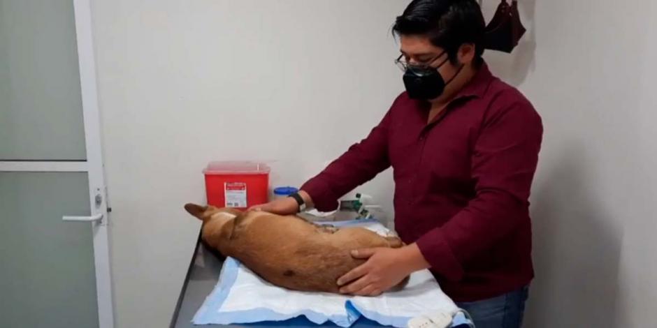 El perrito fue atendido en el Centro de Atención Canina y Felina de Ecatepec