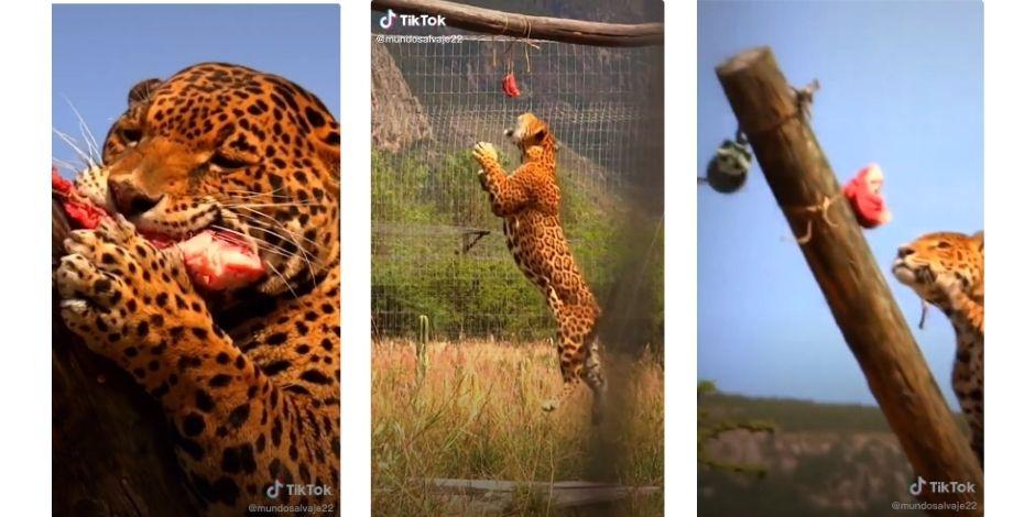 Forma de alimentar a jaguar en cautiverio causa controversia en TiktTok.