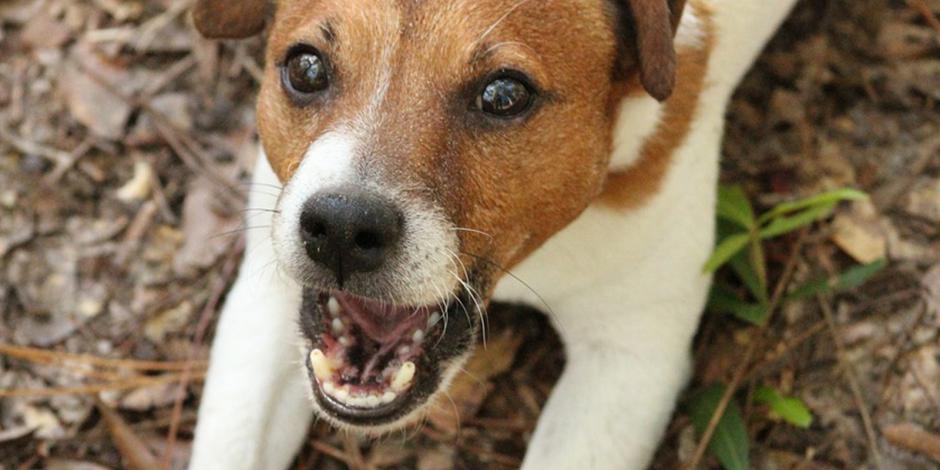 Descontento en Reino Unido por los perros considerados peligrosos que han sido sacrificados