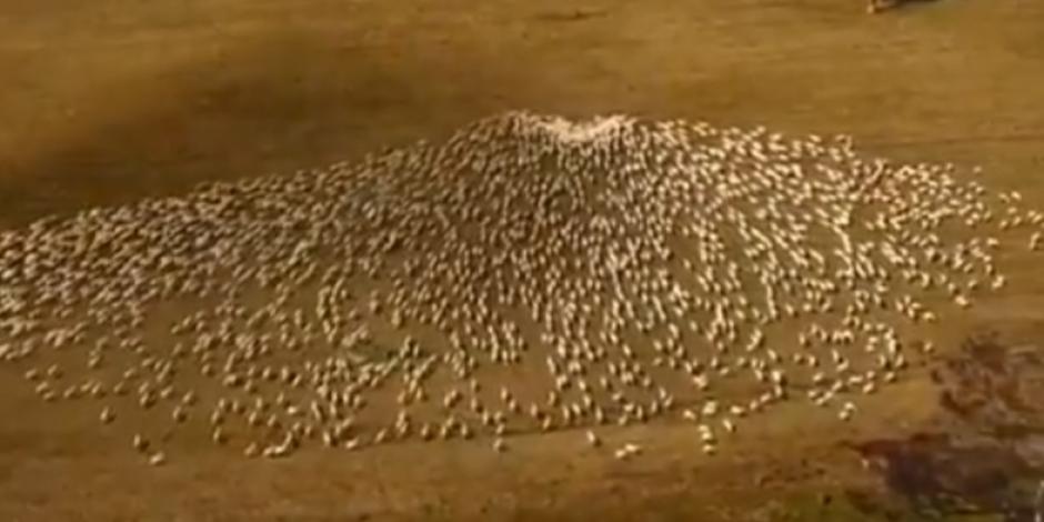 Un granjero se despide de su tía fallecida utilizando sus ovejas