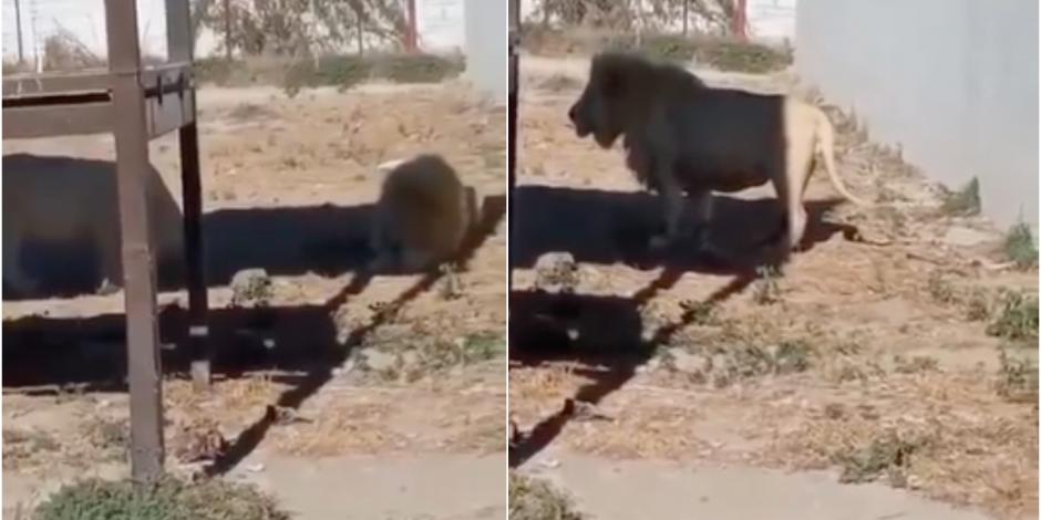 Los visitantes de un zoológico de Hidalgo presenciaron como un león se comió a una cría