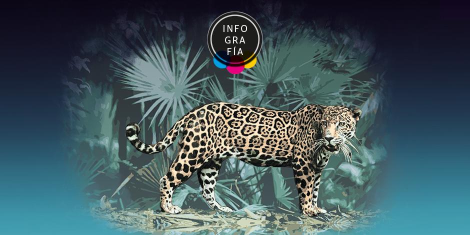 Una esperanza en la recuperación del jaguar mexicano