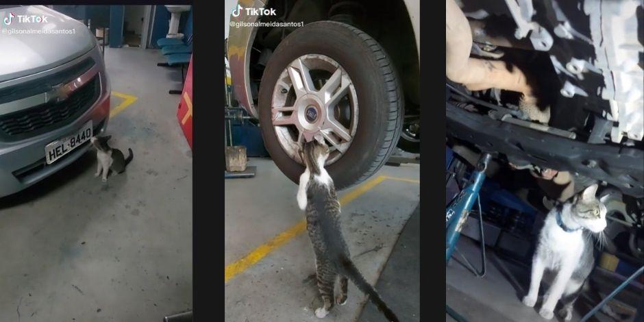 Mecánico adopta a gatito que le "ayuda" a reparar coches.