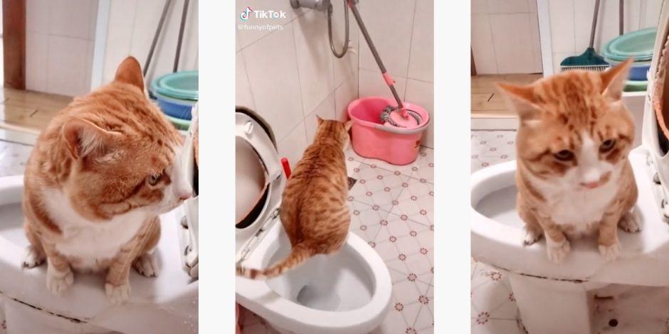 Gatito aprende a ir al baño y no ensuciar la casa de su dueña.