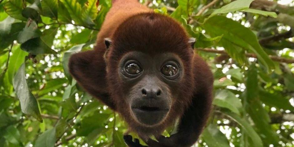 Declaran "monumento natural" a especie de mono aullador en Argentina.