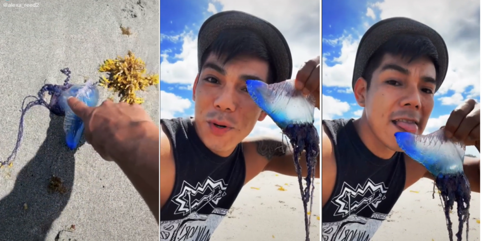 Tiktoker se atreve a lamer un animal del mar para video de TikTok y le hacen advertencia