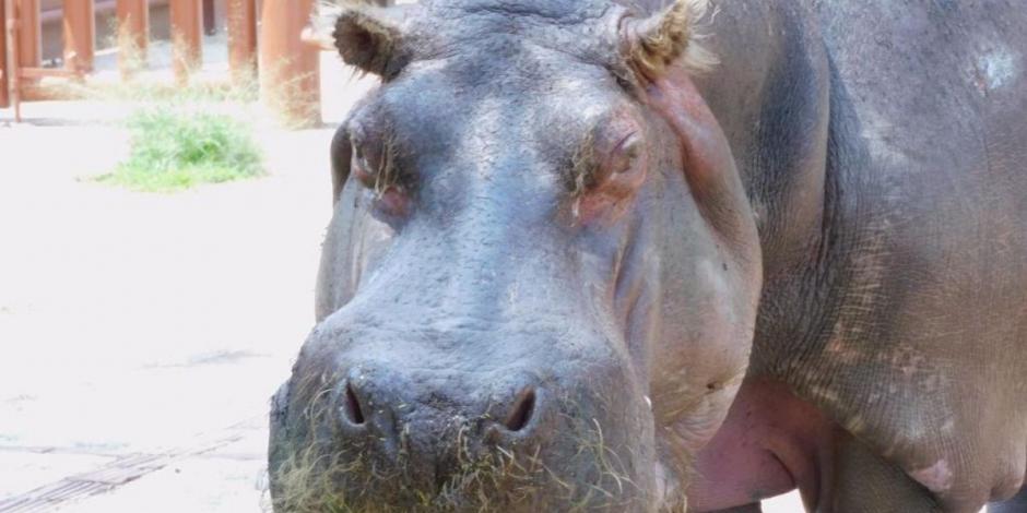Fotografía de Inés, la hipopótamo más longeva del Zoológico de San Juan de Aragón que falleció este lunes.