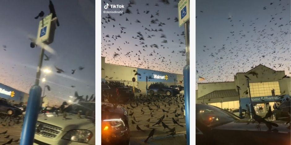 Cientos de aves llegan a un estacionamiento de Walmart en Houston, Texas.