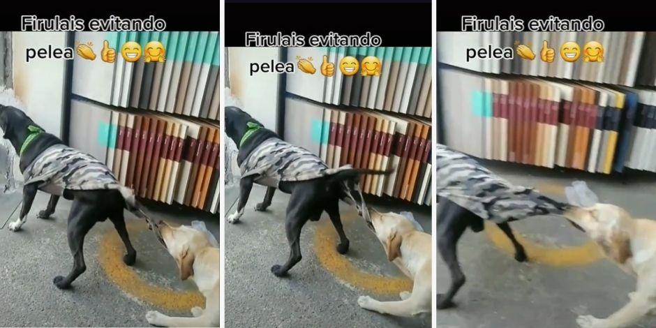 Perro pelea