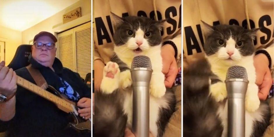 Un gatito canta Crazy Train de Ozzy Osbourne y se vuelve viral en TikTok.