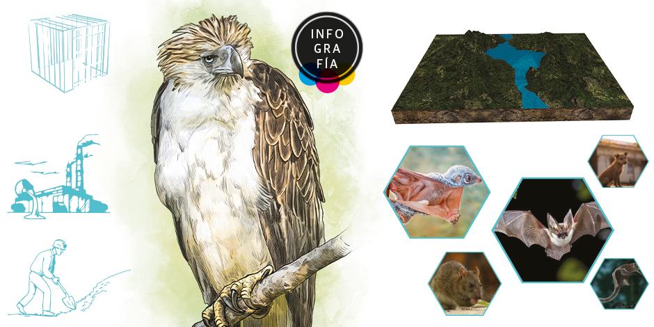 La pandemia y los múltiples rescates de las raras águilas filipinas