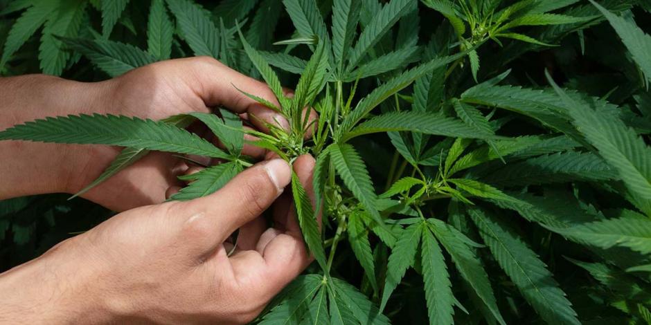 SCJN declara inconstitucional penalizar posesión de más de cinco gramos de marihuana.