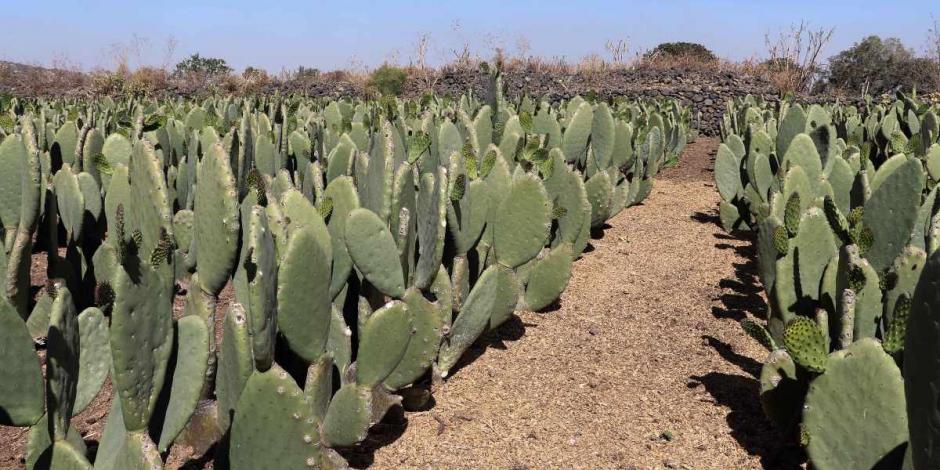 Agricultura resaltó que el nopal es frecuentemente utilizado como forraje en las zonas áridas de México.