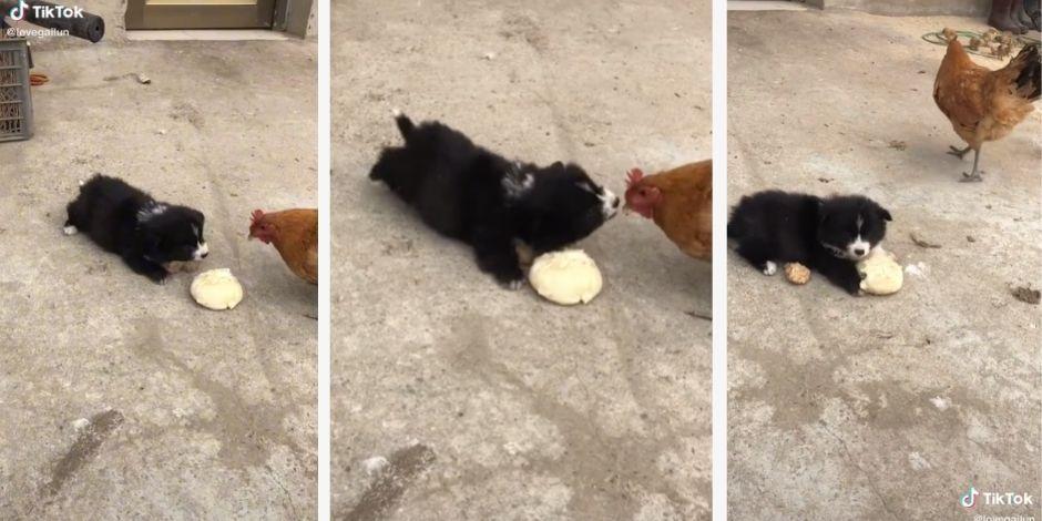 Perrito y gallina protagonizaron una pelea en TikTok por comida.