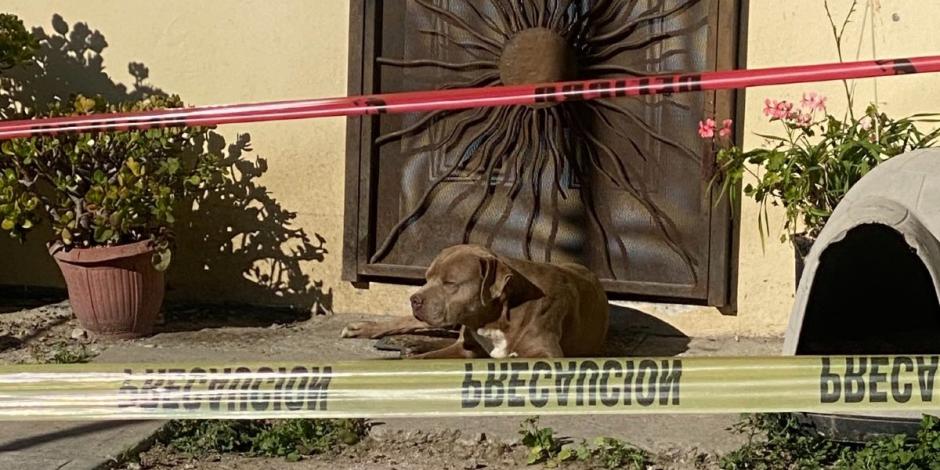 El perrito de Lourdes Maldonado espera por ella afuera de su casa