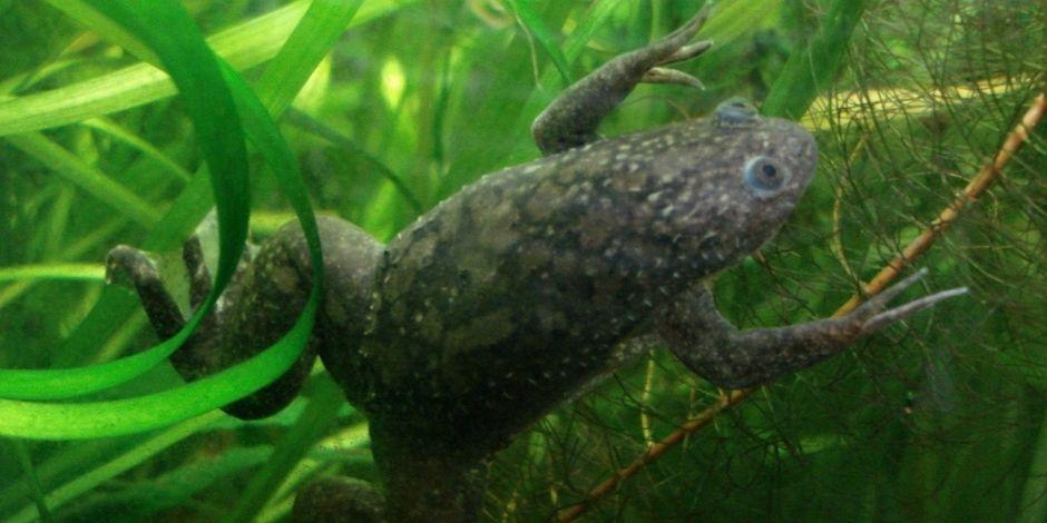Científicos lograron regeneración de extremidades traseras en ranas.